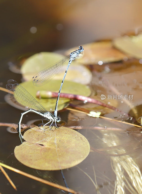 天蓝色(Coenagrion puella)交配